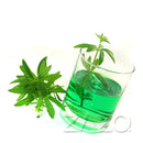 Zazo Liquid Waldmeister in der 10 ml Flasche