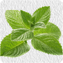 Pfefferminze 10ml -Basic-