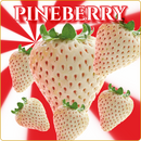 Pineberry